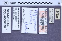 Etikette zu Agrypnus curtus (LeConte, 1853) (NHMW-ZOO-COL-0008136)